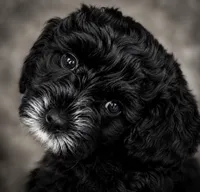Small Mini Cockapoo Male, a male Cockapoo for sale in Blue Ridge, GA – 1 of 4