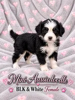 Black and white Female, a female Miniature Aussiedoodle for sale in Blue Ridge, GA – 1 of 10