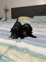 Small Mini Cockapoo’s, a female Cockapoo and Poodle - Toy  for sale in Blue Ridge, GA – 4 of 10