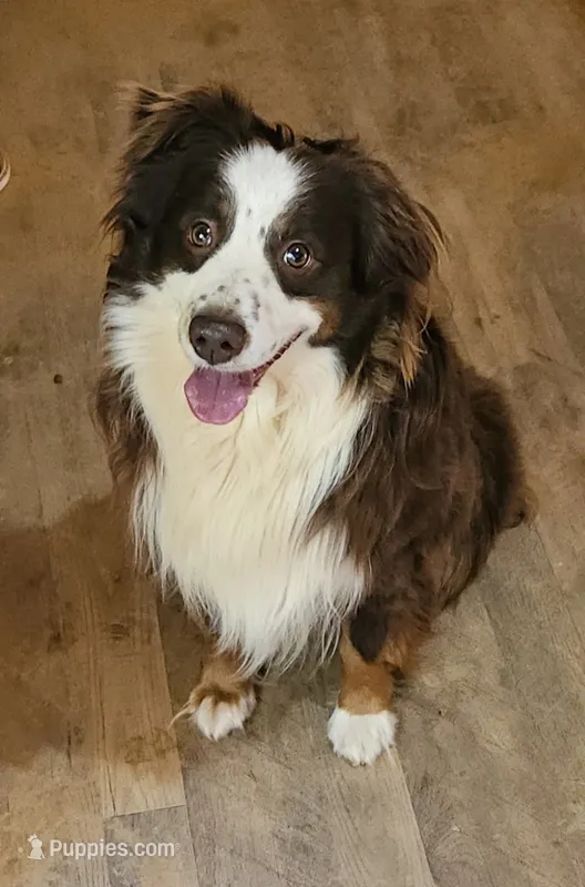 Red – Australian Shepherd puppy for sale in Blue Ridge, GA