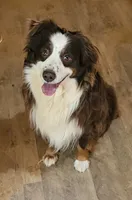 Red, a male Australian Shepherd for sale in Blue Ridge, GA – 1 of 1