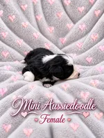 Black and white Female, a female Miniature Aussiedoodle for sale in Blue Ridge, GA – 3 of 10
