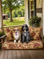 Green Male Mini Aussiedoodle, a male Miniature Aussiedoodle for sale in Blue Ridge, GA – 5 of 5