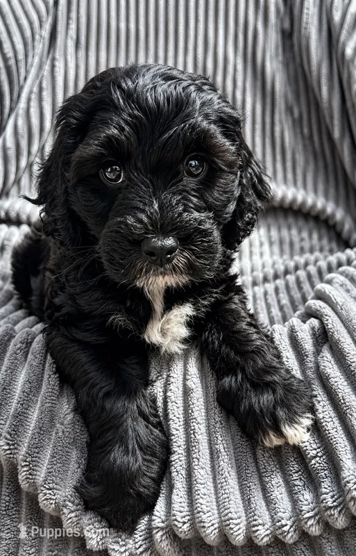 Small Mini Cockapoo Male – Cockapoo puppy for sale in Blue Ridge, GA