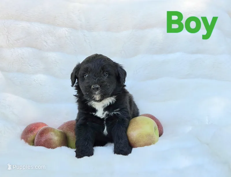 Green Male Mini Aussiedoodle – Miniature Aussiedoodle puppy for sale in Blue Ridge, GA