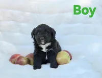 Green Male Mini Aussiedoodle, a male Miniature Aussiedoodle for sale in Blue Ridge, GA – 1 of 5