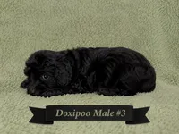 Male #3, a male Doxiepoo for sale in Blue Ridge, GA – 2 of 3
