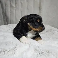 Green boy, a male Miniature Australian Shepherd for sale in Blue Ridge, GA – Photo 3 of 7