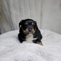 Green boy, a male Miniature Australian Shepherd for sale in Blue Ridge, GA – Photo 2 of 7