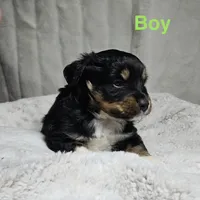 Green boy, a male Miniature Australian Shepherd for sale in Blue Ridge, GA – Photo 1 of 7