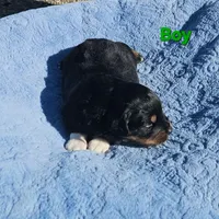 Green boy, a male Miniature Australian Shepherd for sale in Blue Ridge, GA – Photo 4 of 7