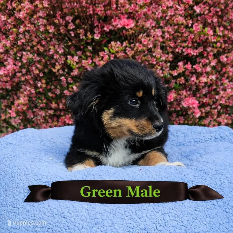 Green boy – Miniature Australian Shepherd puppy for sale in Blue Ridge, GA