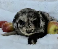 Teal Collar Female Miniature Aussiedoodle, a female Miniature Aussiedoodle for sale in Blue Ridge, GA – 2 of 6