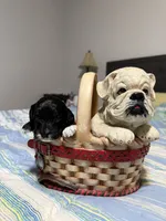 Small Mini Cockapoo’s, a female Cockapoo and Poodle - Toy  for sale in Blue Ridge, GA – 10 of 10