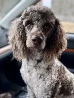 Romeo, a male Poodle - Miniature  for sale in Blue Ridge, GA – 4 of 4