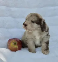 Purple Collar Red Merle Female Mini Aussiedoodle, a female Miniature Aussiedoodle for sale in Blue Ridge, GA – 2 of 8