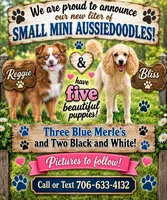 Blue Merle Female, a female Miniature Aussiedoodle for sale in Blue Ridge, GA – 6 of 6