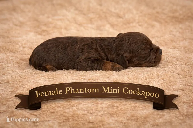 Phantom Female – Cockapoo puppy for sale in Blue Ridge, GA