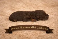 Phantom Female, a female Cockapoo for sale in Blue Ridge, GA – Photo 1 of 2