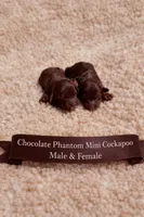 Phantom Female, a female Cockapoo for sale in Blue Ridge, GA – Photo 2 of 2