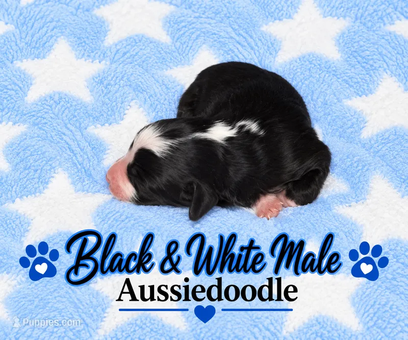 Black and White Male  – Miniature Aussiedoodle puppy for sale in Blue Ridge, GA