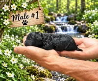 Male #1, a male Poodle - Toy  for sale in Blue Ridge, GA – 4 of 5