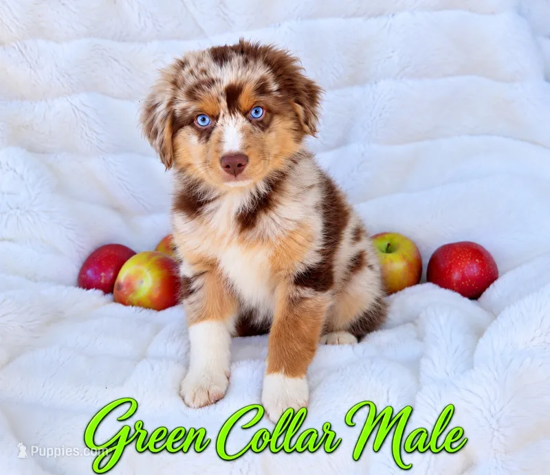 Green Collar Male – Australian Shepherd puppy for sale in Blue Ridge, GA