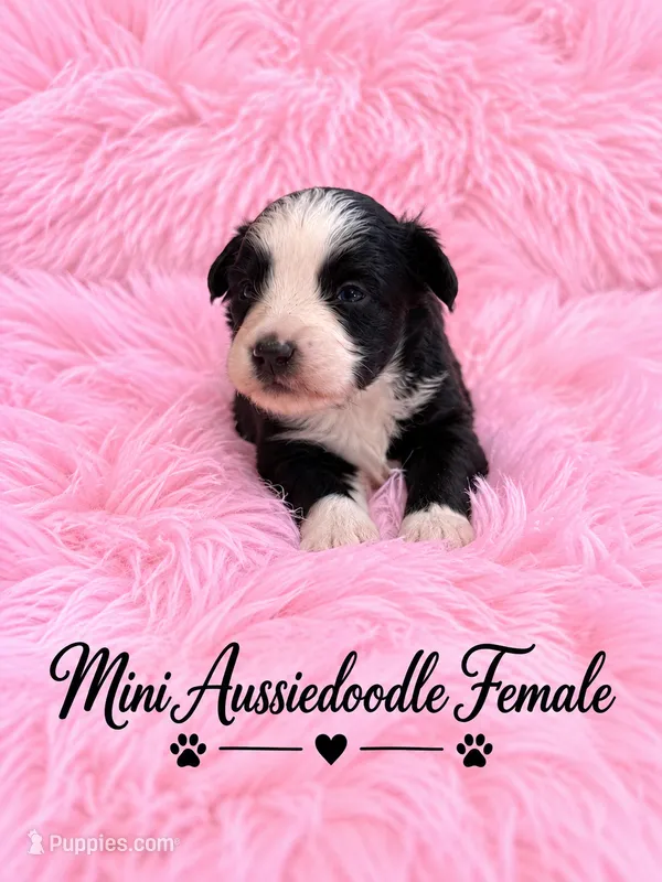 Black and white Female – Miniature Aussiedoodle puppy for sale in Blue Ridge, GA