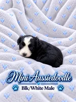 Black and White Male , a male Miniature Aussiedoodle for sale in Blue Ridge, GA – 4 of 10