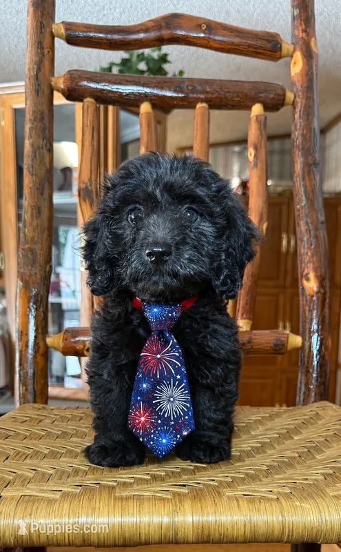 Male #1 – Doxiepoo puppy for sale in Blue Ridge, GA