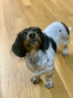 Jolene, a female Miniature Dachshund for sale in Blue Ridge, GA – Photo 2 of 7