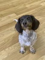 Jolene, a female Miniature Dachshund for sale in Blue Ridge, GA – Photo 6 of 7
