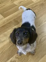 Jolene, a female Miniature Dachshund for sale in Blue Ridge, GA – Photo 5 of 7