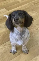 Jolene, a female Miniature Dachshund for sale in Blue Ridge, GA – Photo 1 of 7