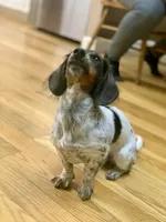 Jolene, a female Miniature Dachshund for sale in Blue Ridge, GA – Photo 4 of 7