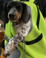 Jolene, a female Miniature Dachshund for sale in Blue Ridge, GA – Photo 7 of 7
