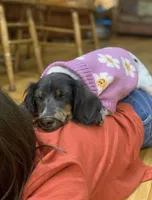 Jolene, a female Miniature Dachshund for sale in Blue Ridge, GA – Photo 3 of 7