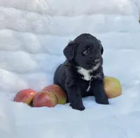 Green Male Mini Aussiedoodle, a male Miniature Aussiedoodle for sale in Blue Ridge, GA – 3 of 5