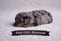 Pink Female-ON HOLD, a female Miniature Aussiedoodle for sale in Blue Ridge, GA – Photo 3 of 3