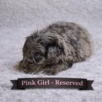 Pink Female-ON HOLD, a female Miniature Aussiedoodle for sale in Blue Ridge, GA – Photo 2 of 3