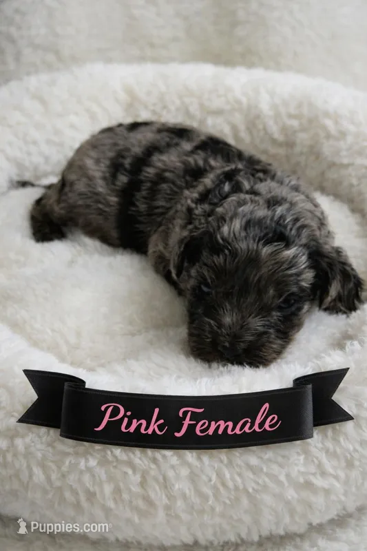 Pink Female – Miniature Aussiedoodle puppy for sale in Blue Ridge, GA