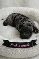 Pink Female-ON HOLD, a female Miniature Aussiedoodle for sale in Blue Ridge, GA – Photo 1 of 3