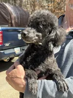 Salem, a male Poodle - Toy  for sale in Blue Ridge, GA – 3 of 4