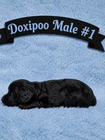 Male #1, a male Doxiepoo for sale in Blue Ridge, GA – 2 of 3