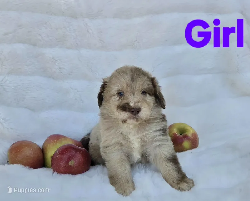 Purple Collar Red Merle Female Mini Aussiedoodle – Miniature Aussiedoodle puppy for sale in Blue Ridge, GA