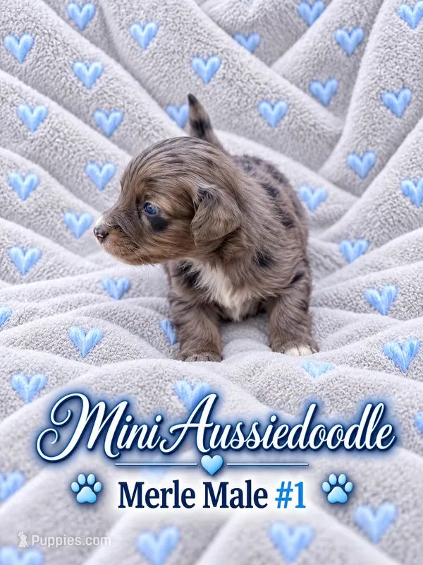 Merle Male Snip Of white on Nose – Miniature Aussiedoodle puppy for sale in Blue Ridge, GA