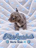 Merle Male Snip Of white on Nose, a male Miniature Aussiedoodle for sale in Blue Ridge, GA – 1 of 6