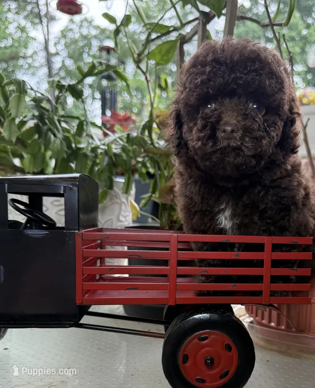 Hersey – Poodle - Toy  puppy for sale in Blue Ridge, GA
