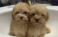 Brown Collar, a male Poodle - Toy  for sale in Blue Ridge, GA – 2 of 6