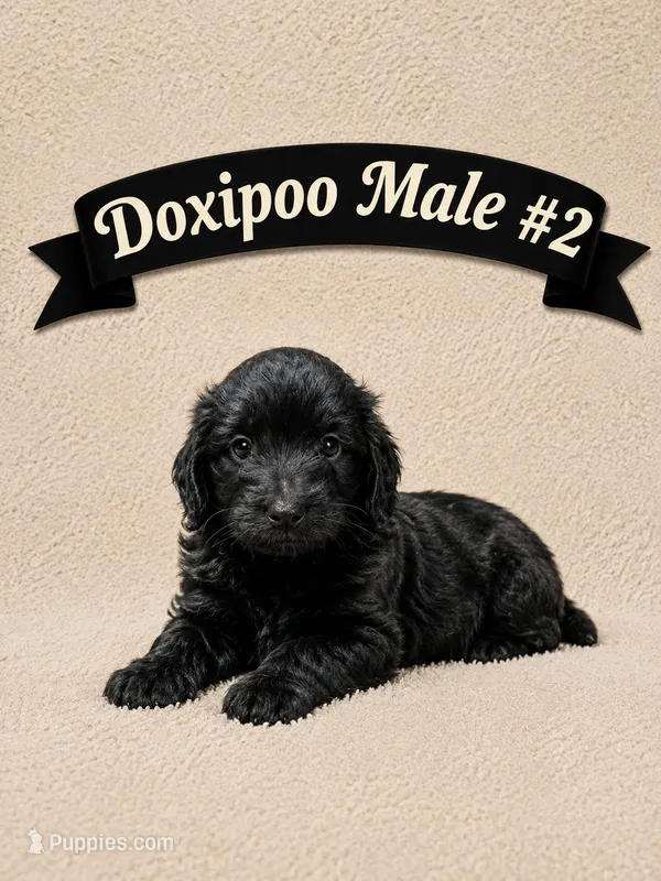Male #2 – Doxiepoo puppy for sale in Blue Ridge, GA